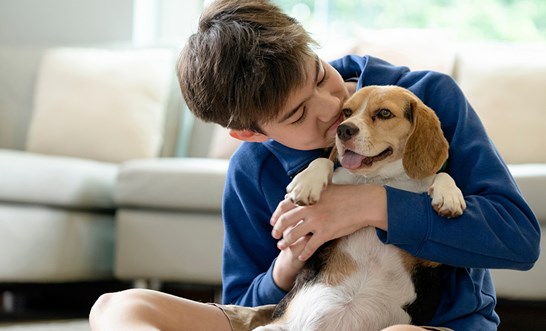 Who gets the family pets after separation or divorce