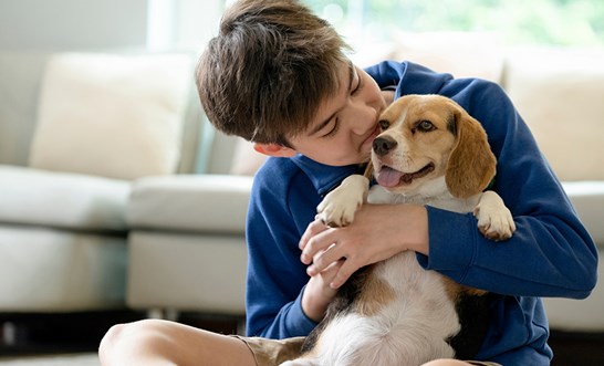 Pets and the family law system – changes from June 2025